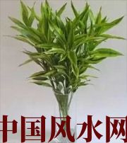 菏泽十二生肖养什么植物最旺财运？你知道吗！